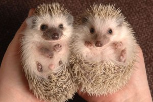 hedgehogs tiny
